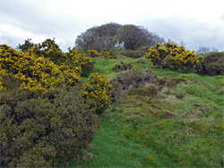 Gorse