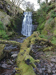 Fallen tree below a cascade