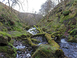 Moss-covered logs