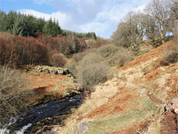 Trees around the river