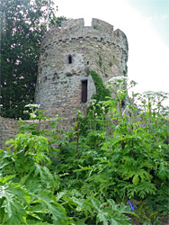 Giant hogweed 