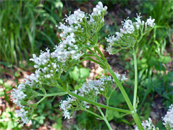 Common valerian