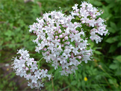 Common valerian