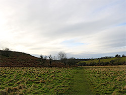 Grass and trees