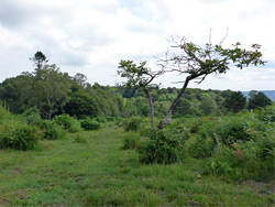 Trees beside a path