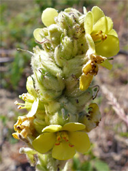 Common mullein