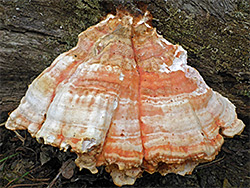 Chicken of the woods