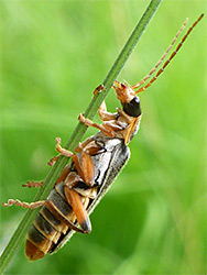 Grey sailor beetle