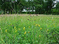 Many wildflowers