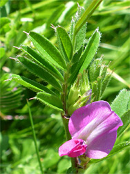 Common vetch