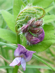 Bush vetch