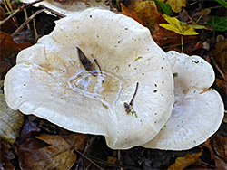 Clouded funnel