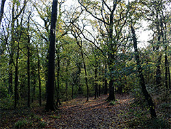 Path through the woods