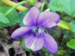 Viola riviniana