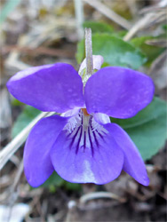 Common dog-violet