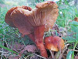 Orange milkcap - stems