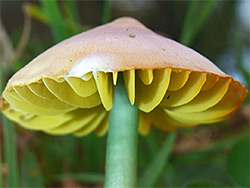 Parrot waxcap - stem