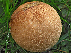Common puffball