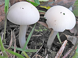 Snowy waxcap