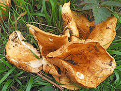 Spectacular rustgill