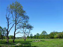 Isolated trees