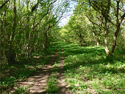 Woodland path