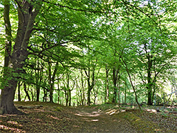 Beech woodland