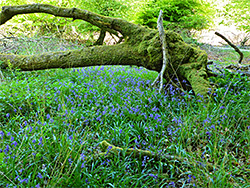 Bluebells