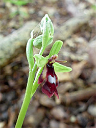 Fly orchid