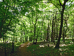 Woodland path