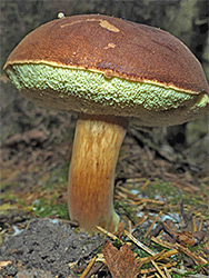 Bay bolete
