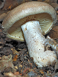 Beech milkcap