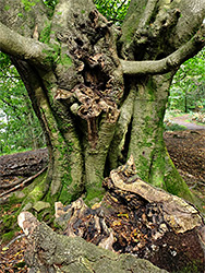 Ancient beech