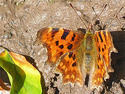 European comma