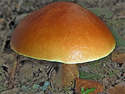 Larch bolete