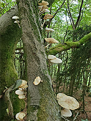 Porcelain mushrooms