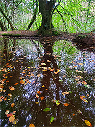 Tree and reflection