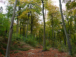 Beech trees