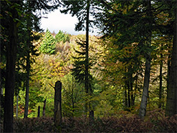 Conifers above a valley