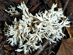 Crested coral