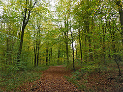 Track through the woods