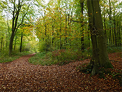 Leaves on a track