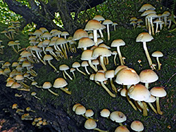 Sulphur tuft on a fallen tree