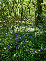 Shady bluebells