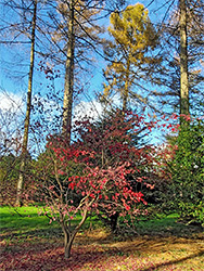 Trees in the autumn