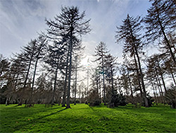 Sparse conifer woodland