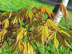 Green maple leaves