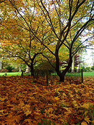 Fallen maple leaves