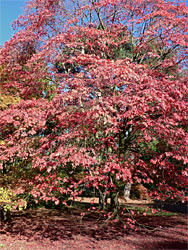 Red leaves