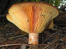 Saffron milkcap 